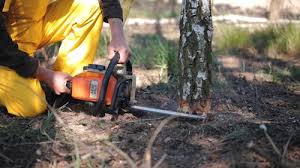 Best Root Management and Removal  in Grayslake, IL